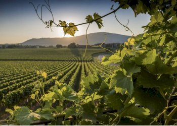Terreno agricolo Via Abazia San Vigilio, Pozzolengo - foto 1
