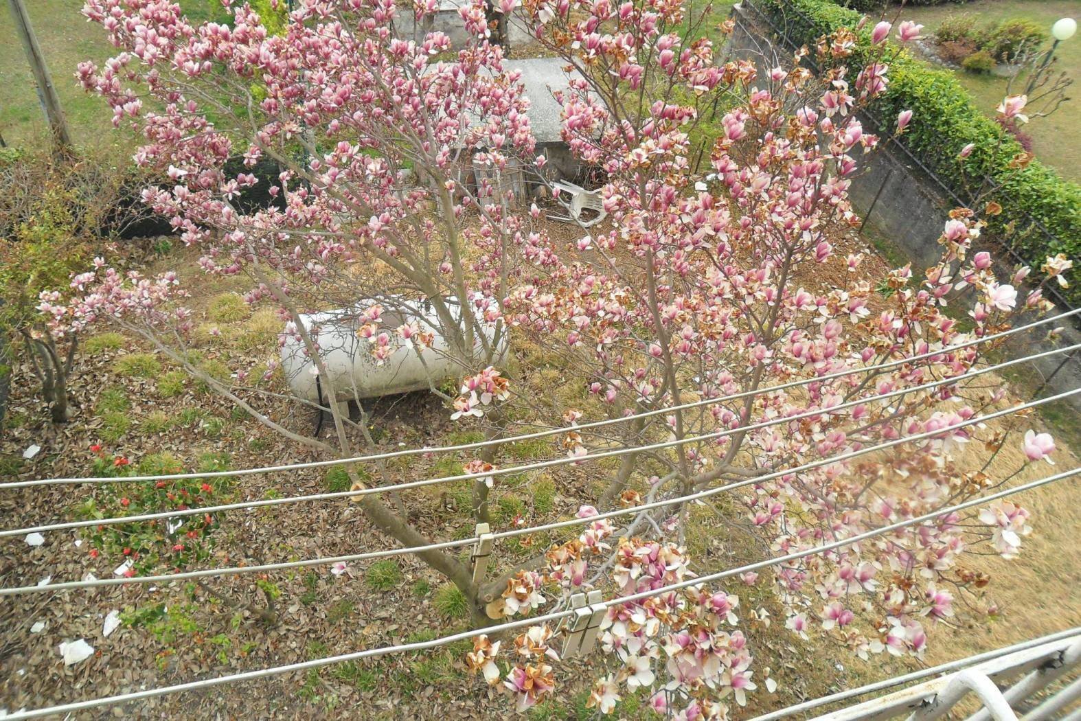 fiori - Rustico via Oriolo, Berbenno di Valtellina - foto 2