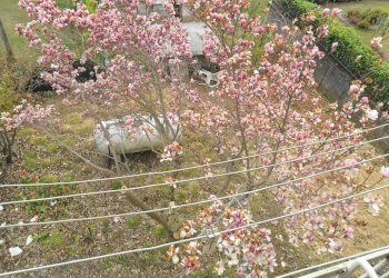fiori - Rustico via Oriolo, Berbenno di Valtellina - foto 2
