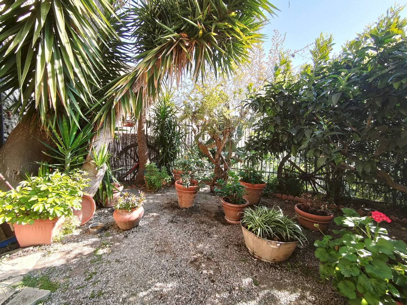 giardino - Casa indipendente via alla Costa, Albenga - foto 3