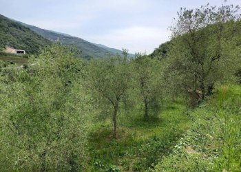 terreno - Villa via Don Paolo Thomatis, Borgomaro - photo 11