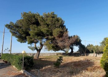 43.jpg - Villa Contrada Busitta 17, Modica - foto 4