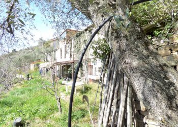 P1080931.JPG - Rustico Sanremo - foto 4