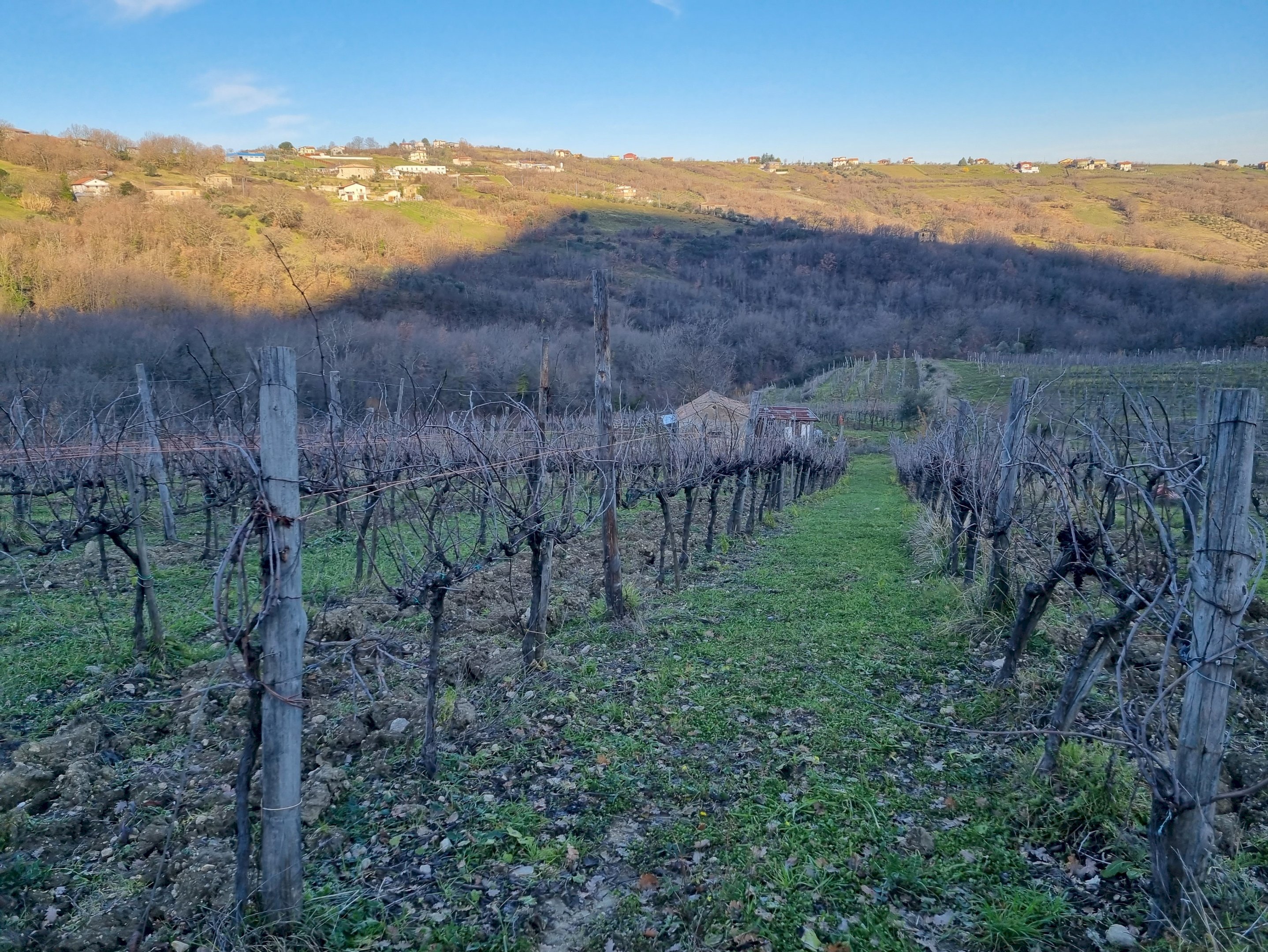 Vigneto c.da pietrarola, Chiusano di San Domenico - foto 1