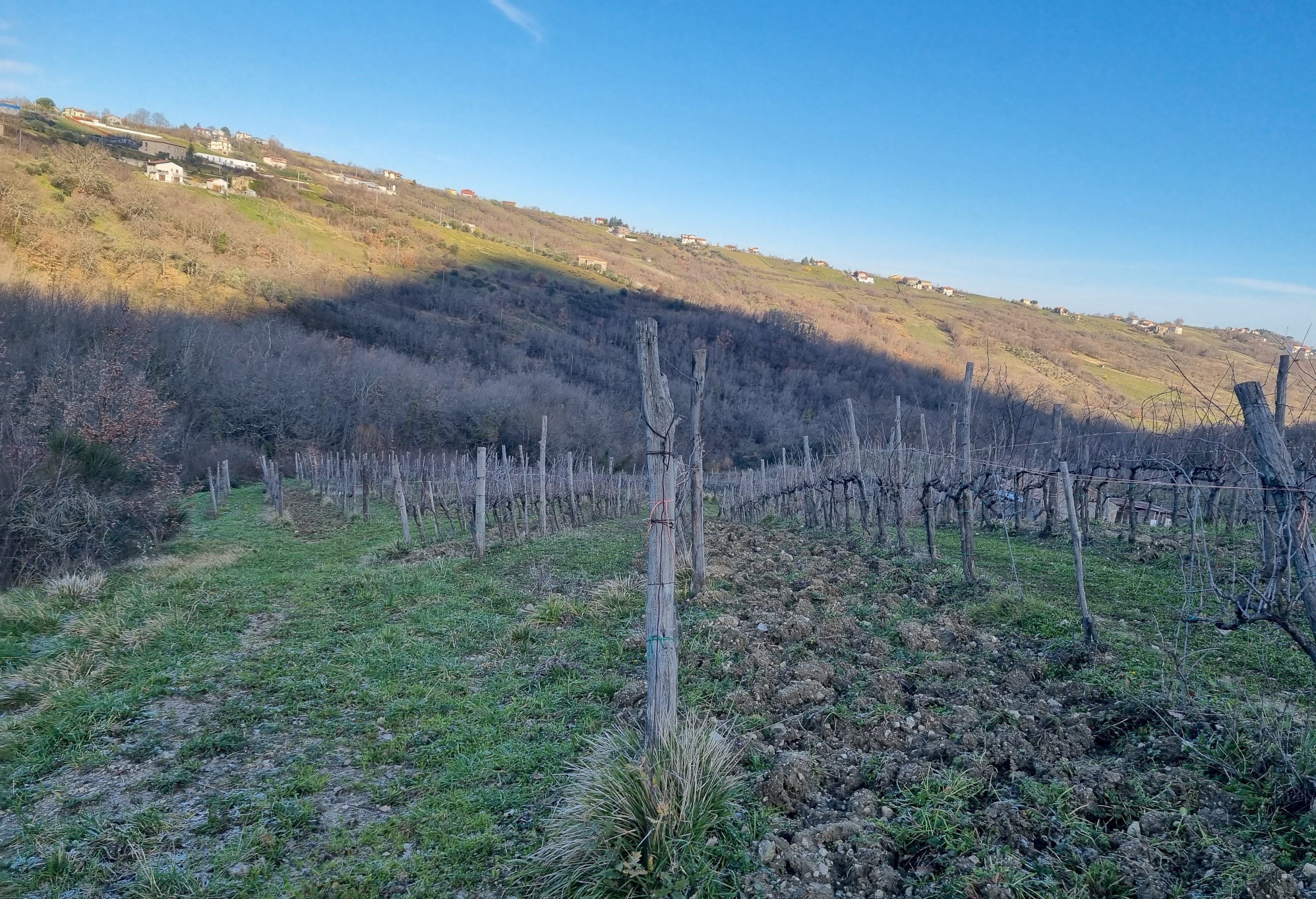 Vigneto c.da pietrarola, Chiusano di San Domenico - foto 3