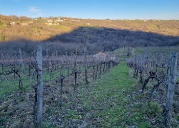 Vigneto c.da pietrarola, Chiusano di San Domenico - foto 1