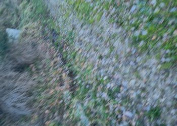 Vigneto c.da pietrarola, Chiusano di San Domenico - foto 2