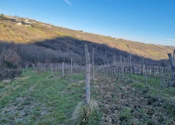 Vigneto c.da pietrarola, Chiusano di San Domenico - foto 3
