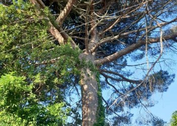 Independent house Teano - photo 8