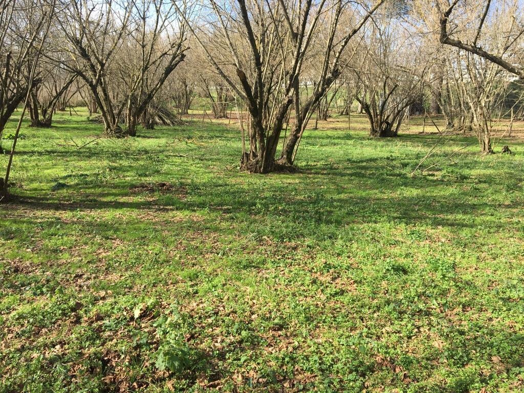 Terreno agricolo arcella, Montefredane - foto 1