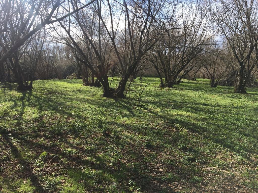 Terreno agricolo arcella, Montefredane - foto 2