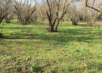 Terreno agricolo arcella, Montefredane - foto 1