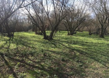 Terreno agricolo arcella, Montefredane - foto 2