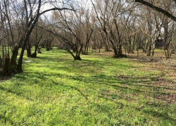 Terreno agricolo arcella, Montefredane - foto 3