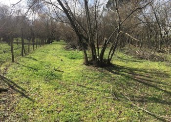 Terreno agricolo arcella, Montefredane - foto 4