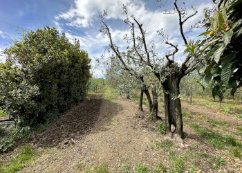 F.jpg - Terreno agricolo Via Tavolara, Castelnuovo Magra - foto 2