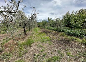 K.jpg - Terreno agricolo Via Tavolara, Castelnuovo Magra - foto 3