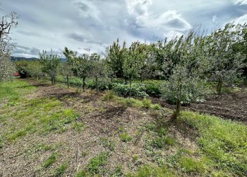 Senza titolo.jpg - Terreno agricolo Via Tavolara, Castelnuovo Magra - foto 4