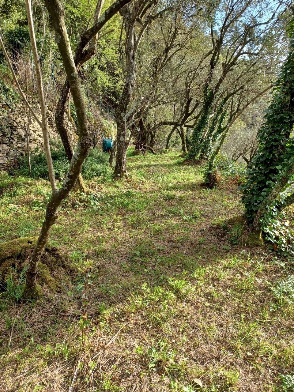 20230330_175612.jpg - Agricultural land Via Molinetti di Nervi 2, Genova - photo 3