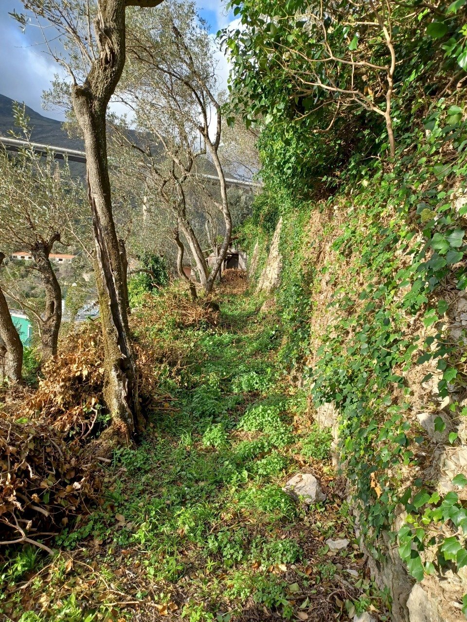 20230330_180916.jpg - Agricultural land Via Molinetti di Nervi 2, Genova - photo 1