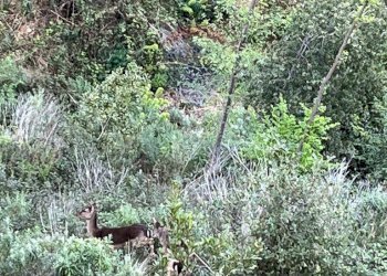 Casa indipendente Balestrino, SV, Balestrino - foto 26