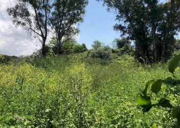 Terreno - Rustico via Laurentina, 2090, Roma - foto 15