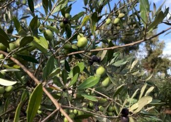 Terreno - Rustico via Laurentina, 2090, Roma - foto 16