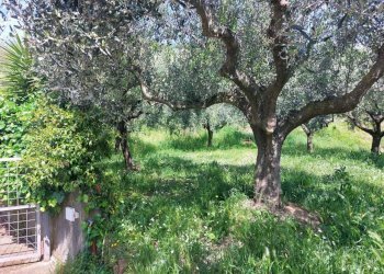 29baa2bb-7f1b-4250-9e31-e59b52a8b680.jpg - Villa Via Prulla 20, Sarzana - foto 11