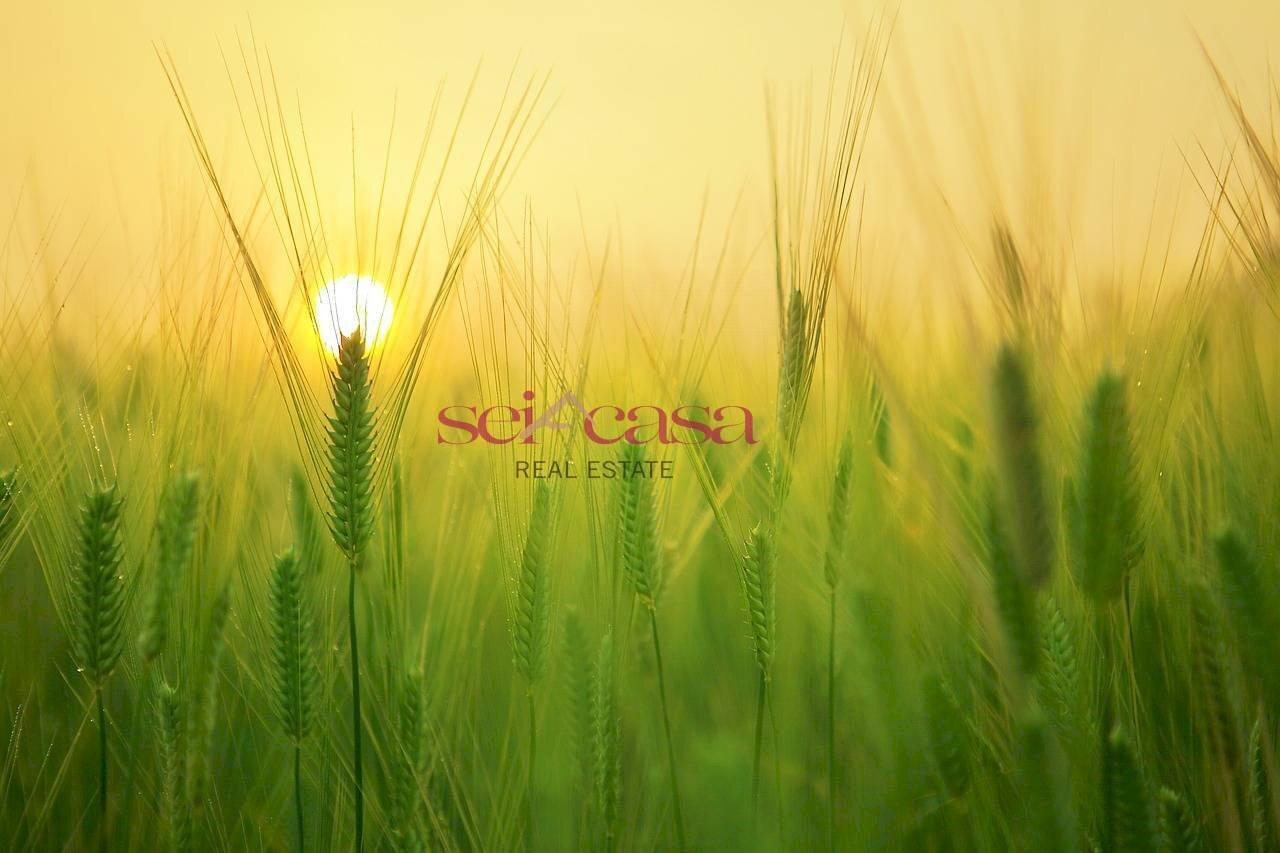 Terreno agricolo Grosseto - foto 1