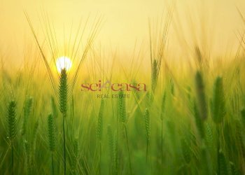 Terreno agricolo Grosseto - foto 1