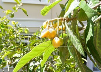 DSC_6191.JPG - Appartamento Via Montegrappa 4, Savona - foto 22