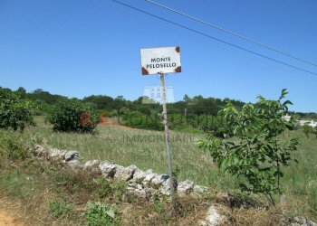 IMG_3002.JPG - Casale Unnamed Road, Martina Franca - photo 5