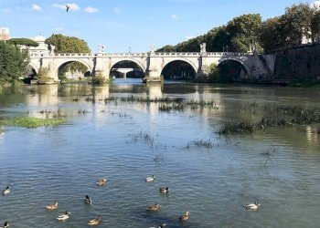 dintorni - Appartamento via dei Coronari, 200, Roma (zona Centro Storico) - foto 12