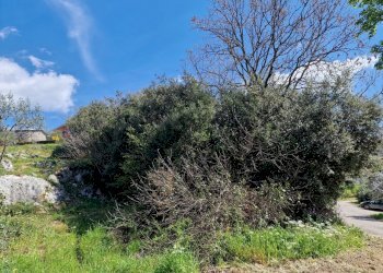 20230412_113707.jpg - Terreno edificabile Via Madonna dei Pini, Lugnano in Teverina - foto 11