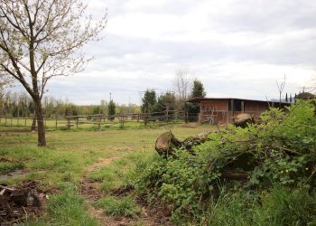 Colonica ristrutturata immersa nel verde (18).JPG - Casale Via Fonda 11, Capannori - foto 12