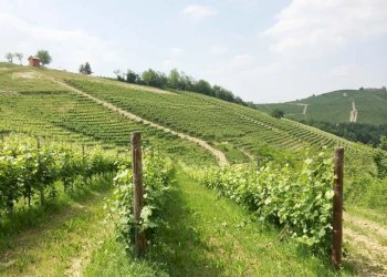 Terreno agricolo Monforte d'Alba - foto 1