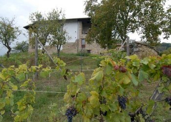 Azienda agricola Paroldo - foto 32