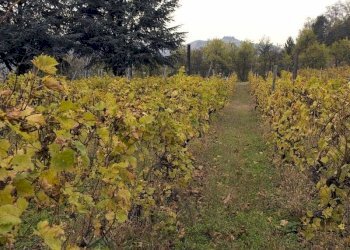 Cascina Santo Stefano Belbo - foto 19