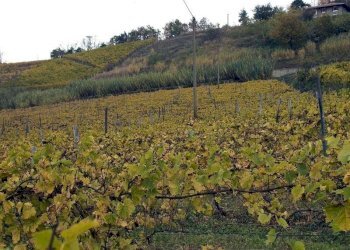 Cascina Santo Stefano Belbo - foto 20