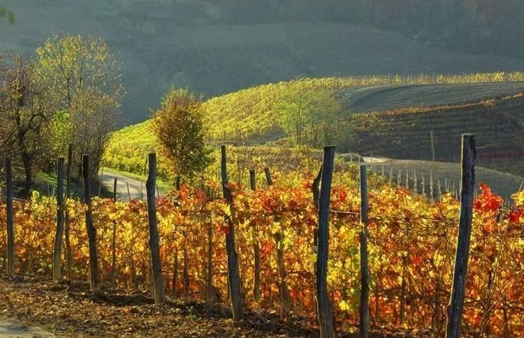 Terreno edificabile Monforte d'Alba - foto 1