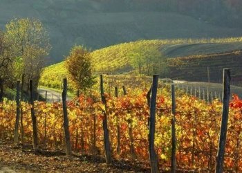 Terreno edificabile Monforte d'Alba - foto 1