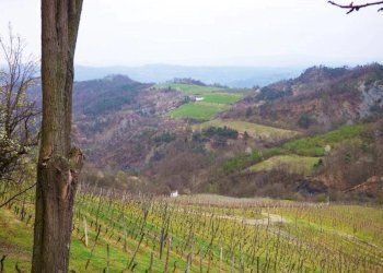 Azienda agricola Serole - foto 9