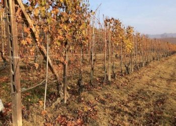 Terreno edificabile La Morra - foto 1