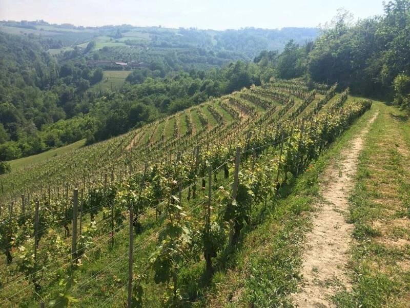 Terreno agricolo La Morra - foto 1