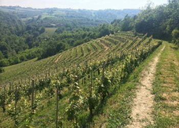 Terreno agricolo La Morra - foto 1