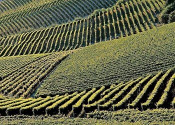 Azienda agricola Santo Stefano Belbo - foto 1