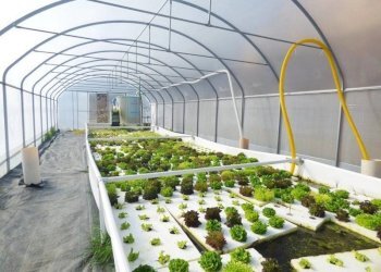 Azienda agricola Sommariva Perno - foto 15