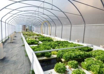 Azienda agricola Sommariva Perno - foto 16