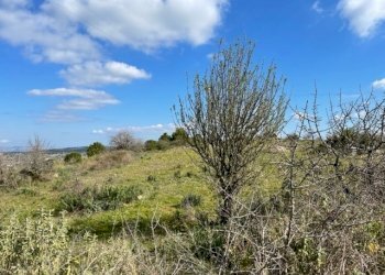 IMG_0981.jpg - Villa Strada Provinciale 4, Noto - foto 3