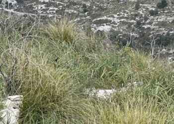 IMG_0988.jpg - Villa Strada Provinciale 4, Noto - foto 9